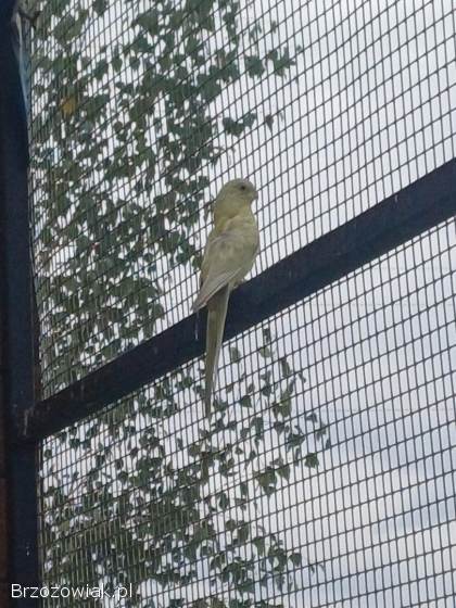 Świergotki 2025 para na lęgi