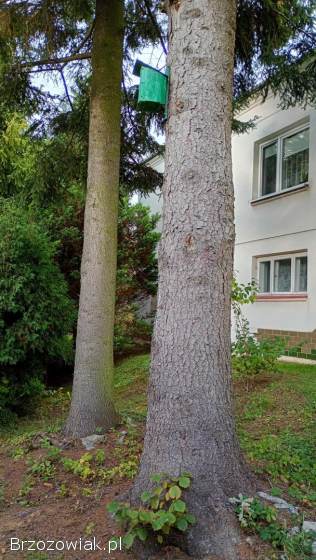 Oferta na 2 duże drzewa iglaste do wycinki