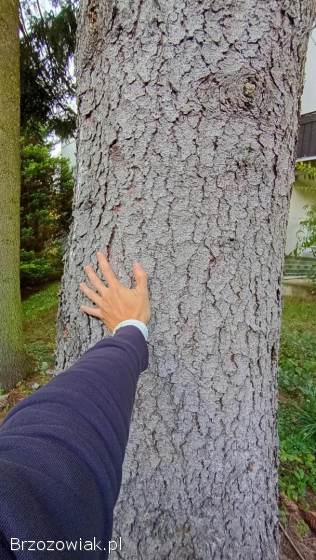 Oferta na 2 duże drzewa iglaste do wycinki