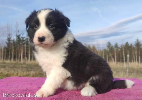 Urocza Suczka BORDER COLLIE z Hodowli -  Rasowa z pełną dok.