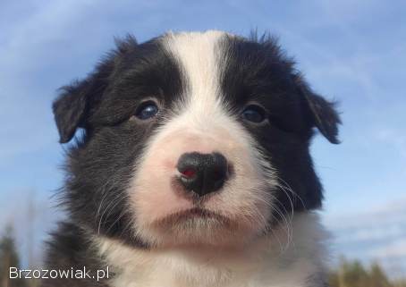 Urocza Suczka BORDER COLLIE z Hodowli -  Rasowa z pełną dok.