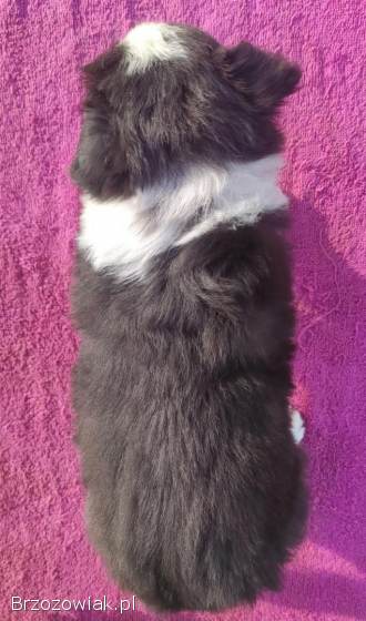 Urocza Suczka BORDER COLLIE z Hodowli -  Rasowa z pełną dok.