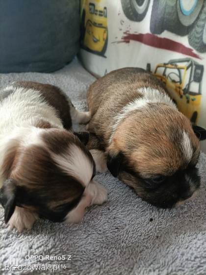 Śliczne psiaki😍
