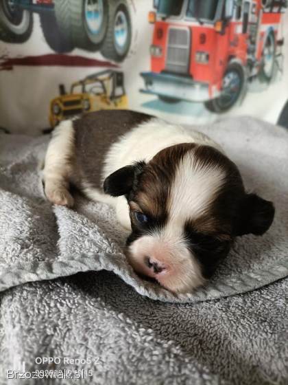 Śliczne psiaki😍