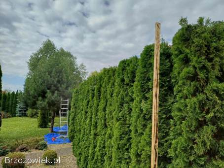 Terenlux -  usługi ogrodnicze,  roboty ziemne,  wycinka drzew i krzewów ogrodnik