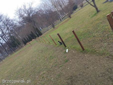 Kurnik dla kur domem