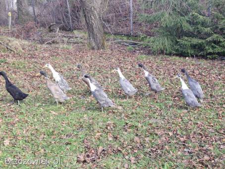 Sprzedam kaczki biegusy