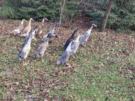 Sprzedam kaczki biegusy