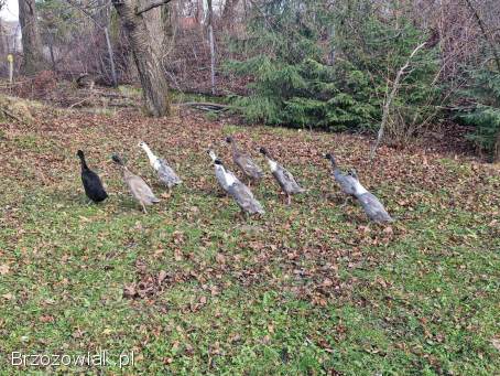 Sprzedam kaczki biegusy