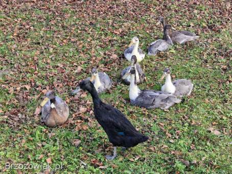 Sprzedam kaczki biegusy