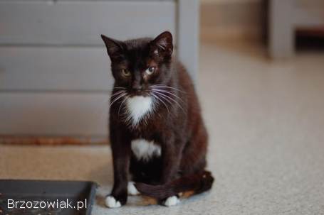 Bryś -  wspaniały,  delikatny kotek szuka domu