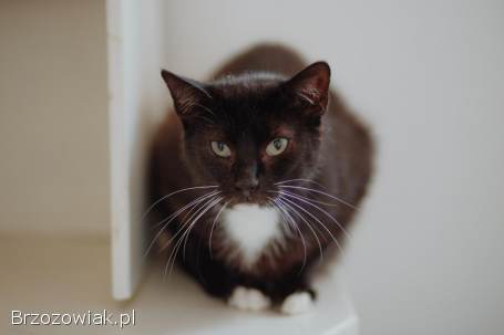 Bryś -  wspaniały,  delikatny kotek szuka domu