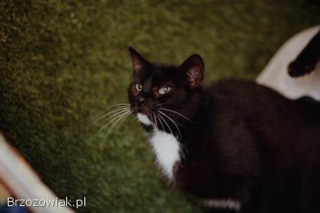 Bryś -  wspaniały,  delikatny kotek szuka domu