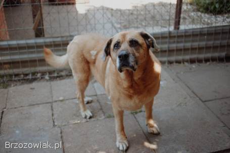 Suzi -  domowa,  wychowana suczka szuka domu!