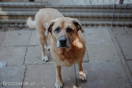 Suzi -  domowa,  wychowana suczka szuka domu!