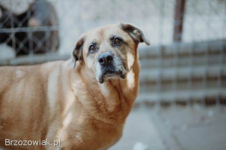 Suzi -  domowa,  wychowana suczka szuka domu!