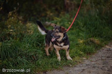 Baloo -  niskopodłogowy wesołek szuka domu!