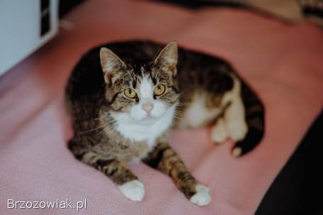 Marzenka -  cudowna koteczka bez szans na dom. . .