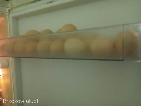 Jajka swojskie sprzedam