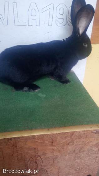 Olbrzym belgijski czarny