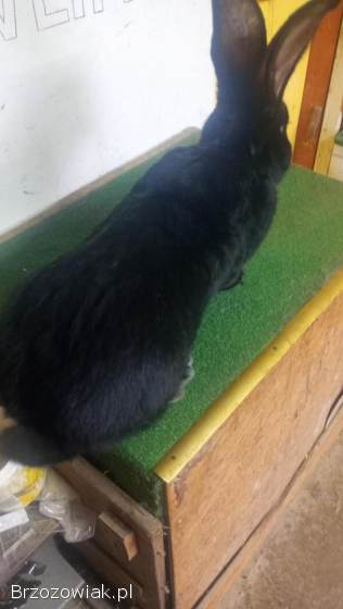 Olbrzym belgijski czarny