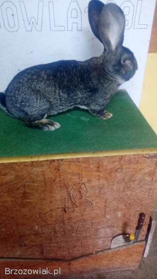 Olbrzym belgijski szary