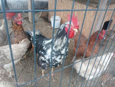 Kogut 🐓 z kwietnia bardzo duży i młody