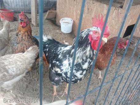 Kogut 🐓 z kwietnia bardzo duży i młody