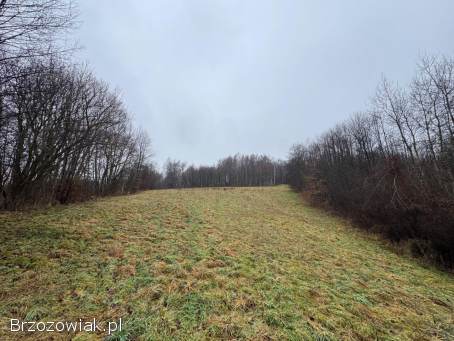 Na sprzedaż działka w miejscowości Jasienica Rosielna – ok.  59 ar
