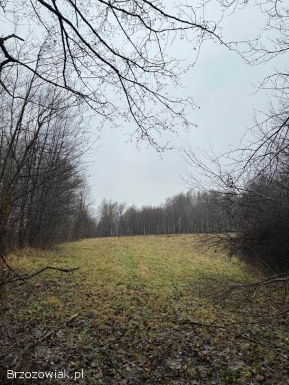 Na sprzedaż działka w miejscowości Jasienica Rosielna – ok.  59 ar