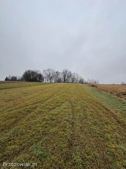 Na sprzedaż działki – 21 ar – przy drodze krajowej DK19 – Jasienica Rosielna