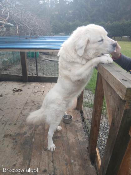 Owczarek Podhalanski