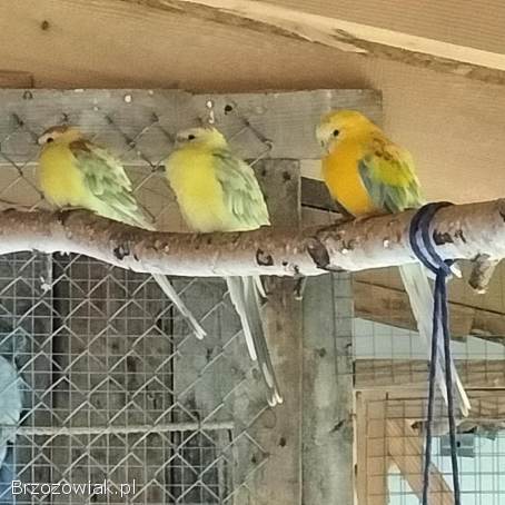 Papugi papuga świergotki