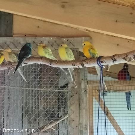 Papugi papuga świergotki