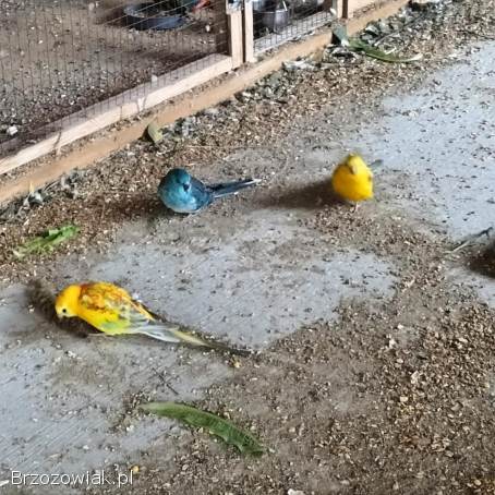 Papugi papuga świergotki