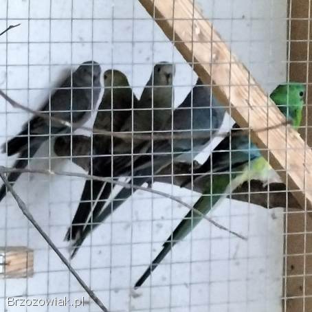 Papugi papuga świergotki