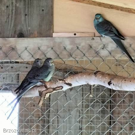 Papugi papuga świergotki