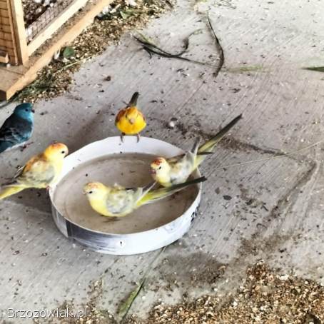 Papugi papuga świergotki