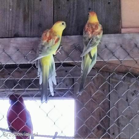 Papugi papuga świergotki