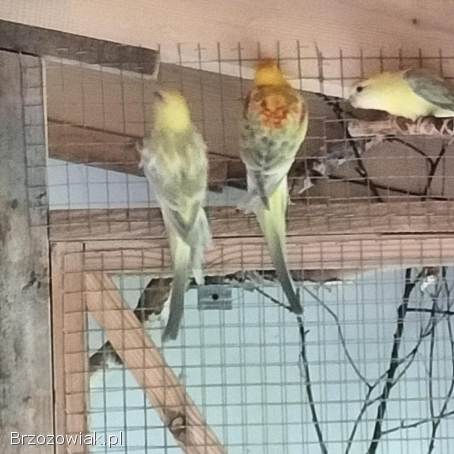 Papugi papuga świergotki