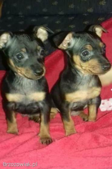 Pinczer miniaturowy ratlerek