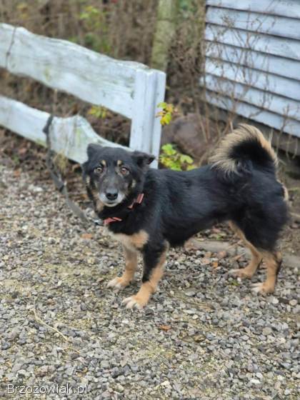 Józia -  nakolankowa,  wesoła sunia szuka domu!