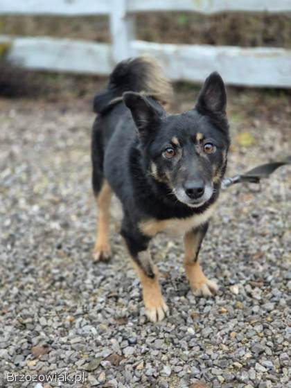 Józia -  nakolankowa,  wesoła sunia szuka domu!