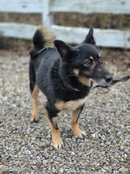 Józia -  nakolankowa,  wesoła sunia szuka domu!