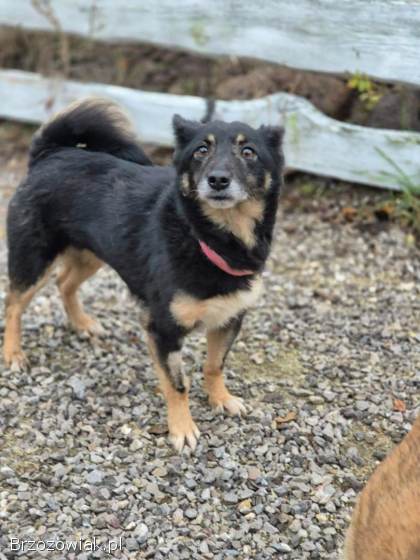 Józia -  nakolankowa,  wesoła sunia szuka domu!