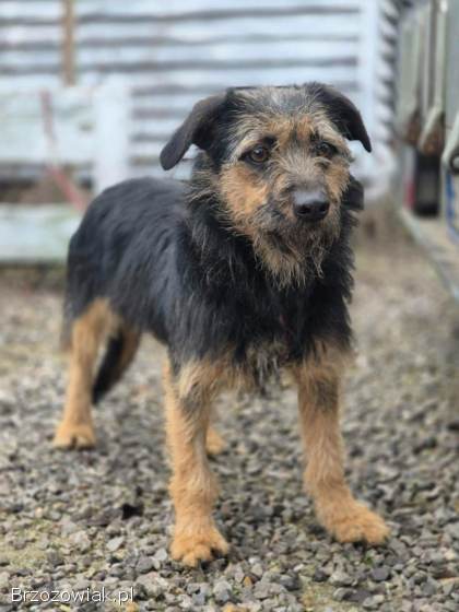 Kokosia -  niewielka,  delikatna sunia w typie terierka