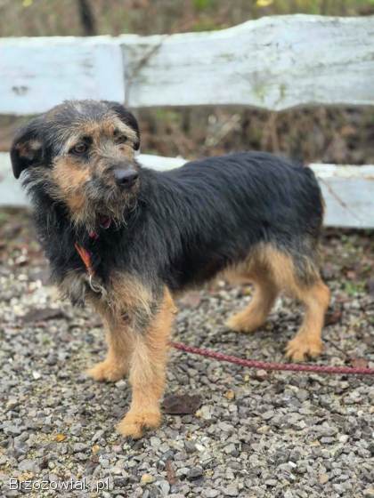 Kokosia -  niewielka,  delikatna sunia w typie terierka