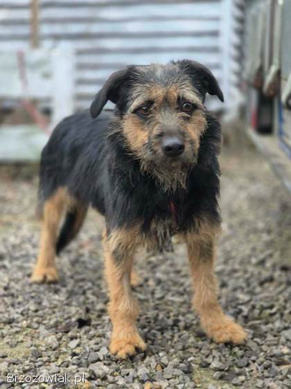 Kokosia -  niewielka,  delikatna sunia w typie terierka