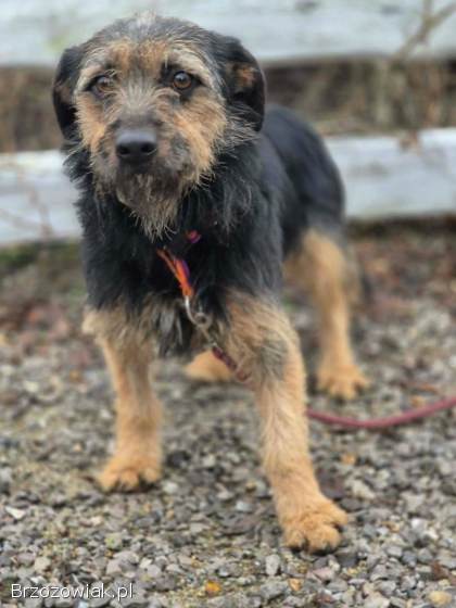 Kokosia -  niewielka,  delikatna sunia w typie terierka