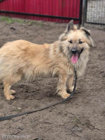 Maniuś – mały promyk radości szuka domu